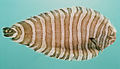 Zebrias synapturoides