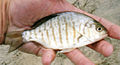 Amphistichus argenteus