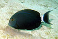 Acanthurus gahhm