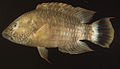 Cheilinus trilobatus