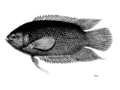 Helostoma temminkii