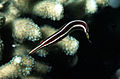 Diademichthys lineatus, Indonezija, Ujung Pandang, Celebes