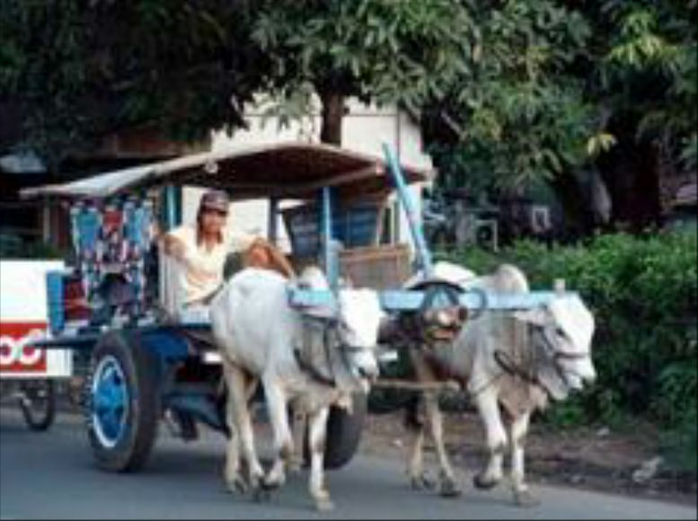 Unduh 8800 Gambar Gerobak Sapi Jaman Dulu Paling Bagus 