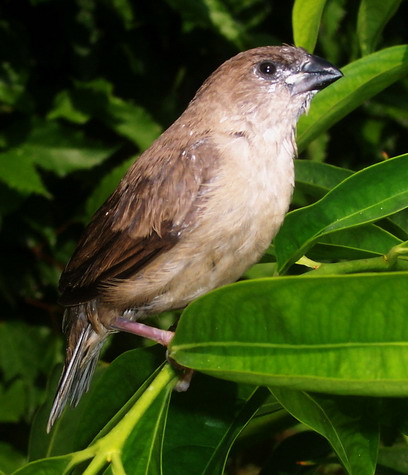 24++ Burung pipit hitam terbaru