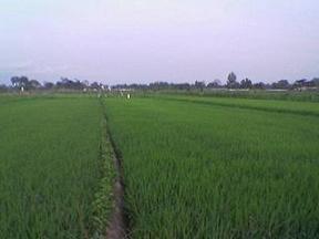 Berkas:Sawah.jpg