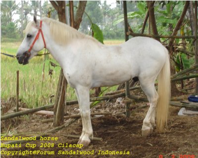 Berkas:Sandalwood horse small.jpg