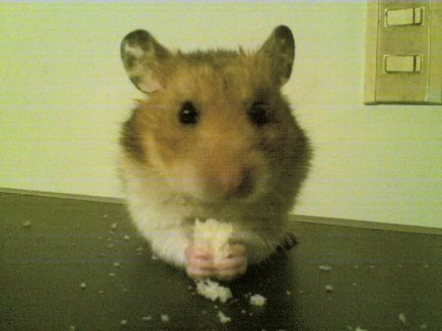 Berkas:Hamster duitama.jpg