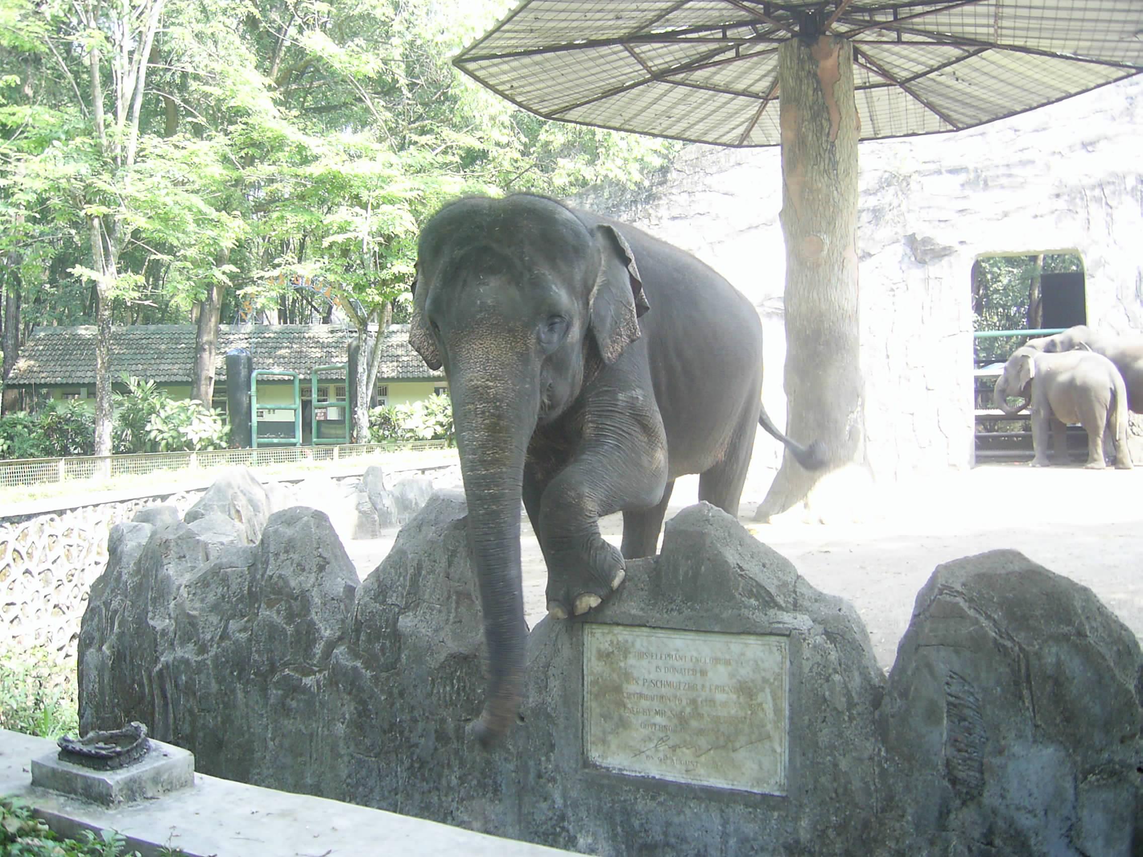 gambaran kebun binatang