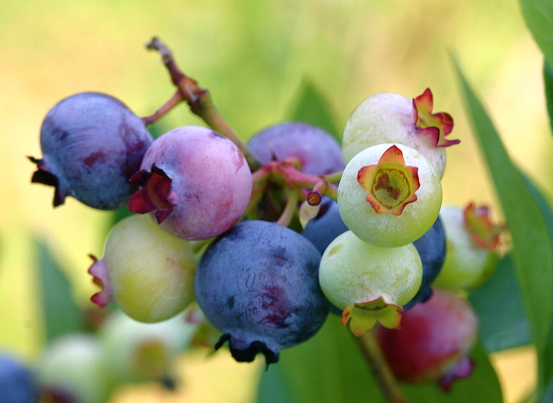 Berkas:PattsBlueberries.jpg