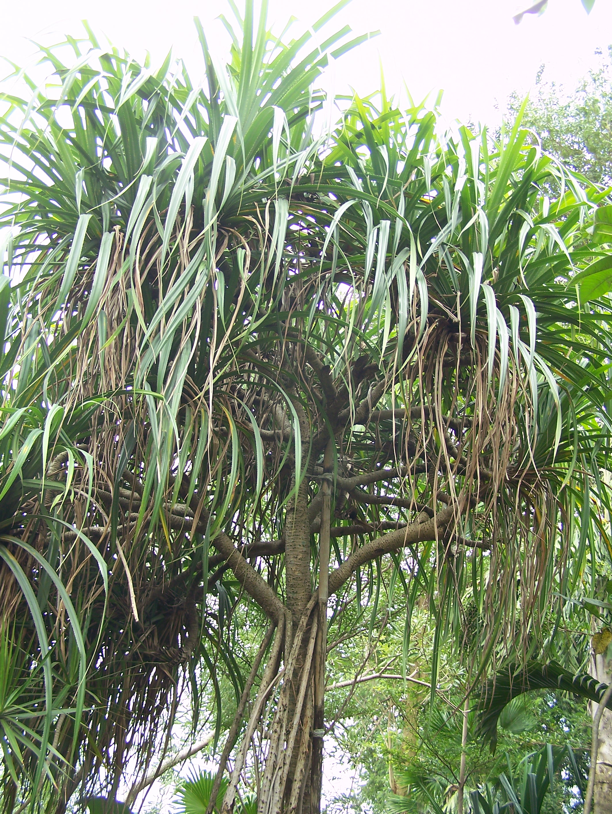 Berkas Pandan laut  JPG Wikipedia bahasa Indonesia 