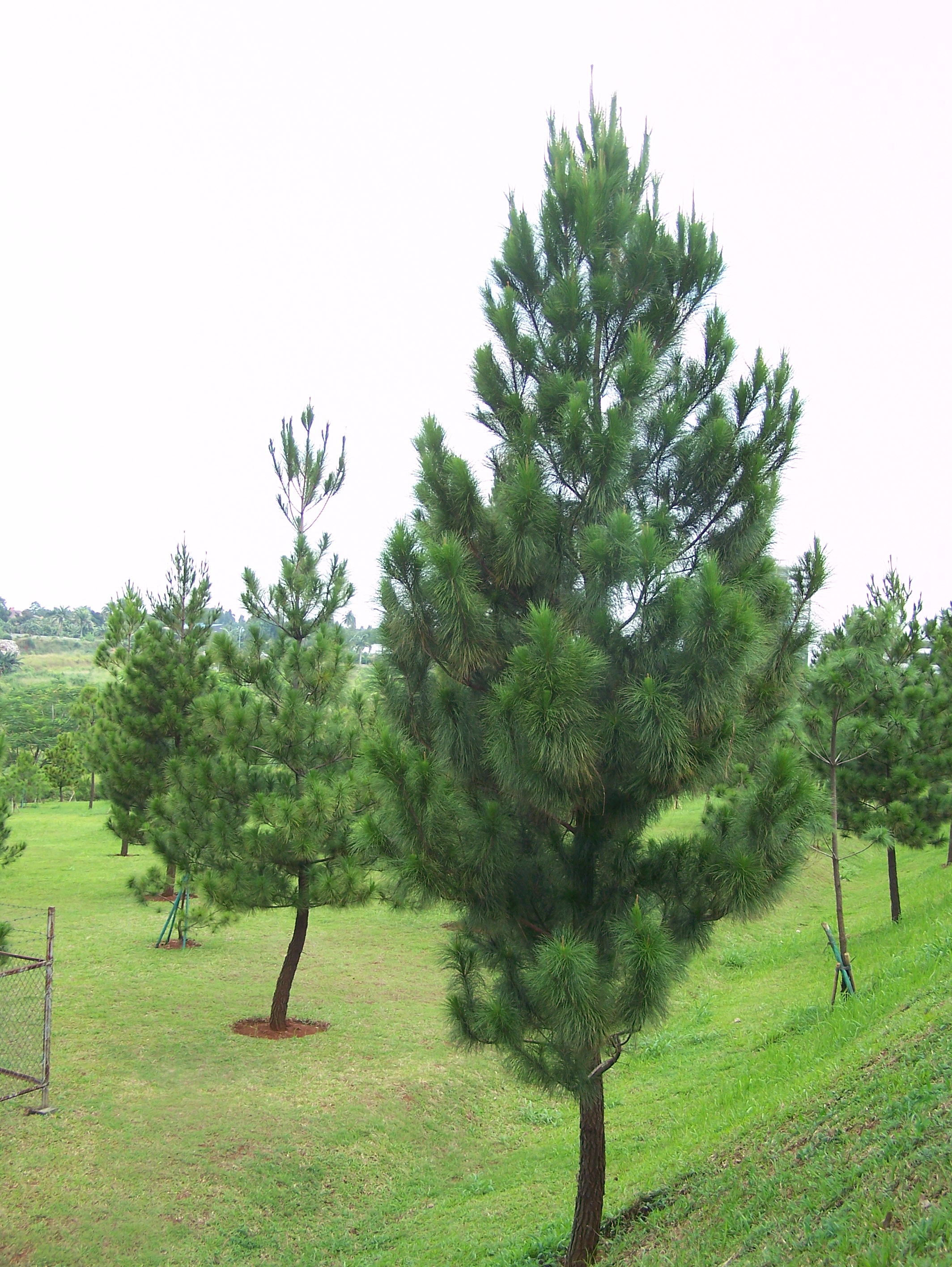 3000 Gambar  Daun Pinus  HD Terbaik Gambar  ID