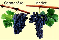 Berkas:Carmenere Merlot.jpg