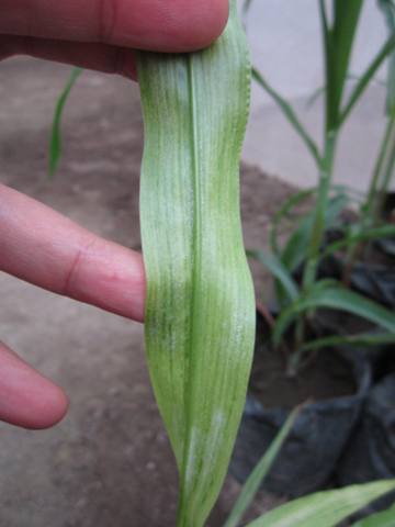 Penyakit helminthosporium maydis pada jagung. Bélféreg kapszula