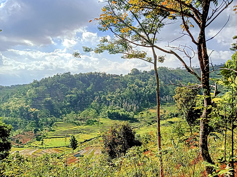 Berkas:Paddy-field-bubakan-girimarto-wonogiri.jpg