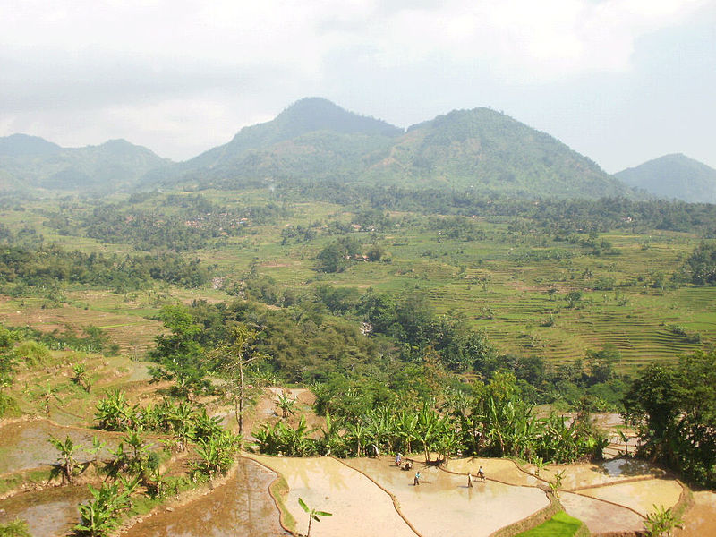 Berkas:Mengolah-sawah.jpg