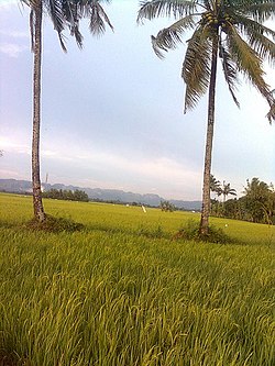 Persawahan di Lingkungan Majannang, Kelurahan Boribellaya