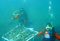 Satpolair menanam terumbu karang di perairan Selat Bali