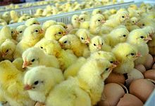 Ayam broiler - Wikipedia bahasa Indonesia, ensiklopedia bebas