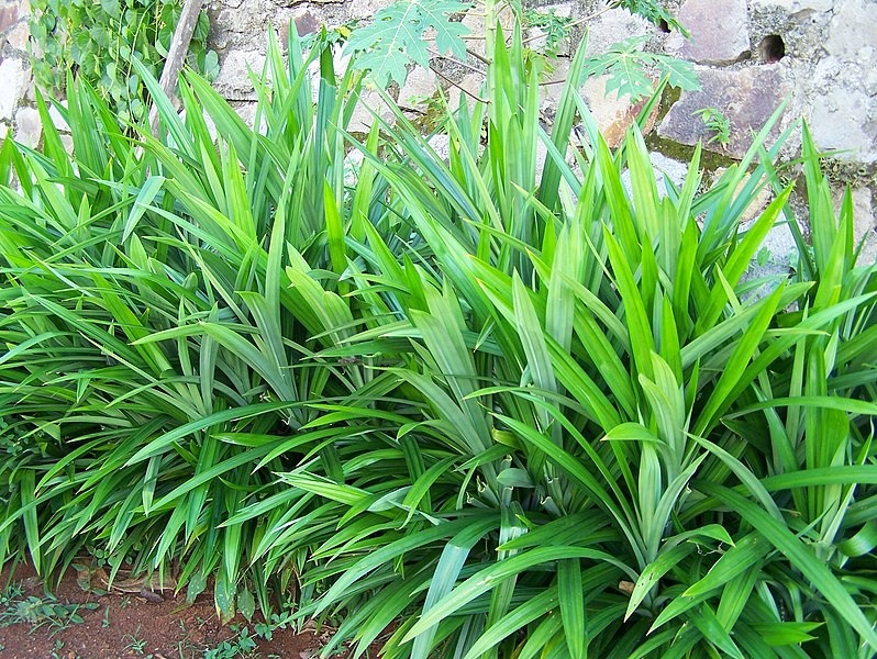 Berkas:Pandan Wangi.JPG