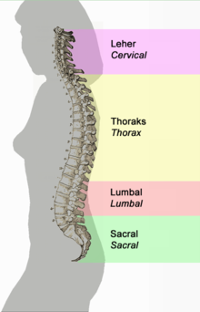 struktur tulang belakang