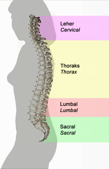 Hernia Nukleus Pulposus