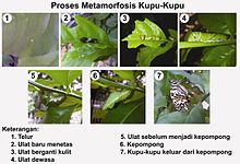 Pupa atau kepompong hewan tersebut dimanfaatkan sebagai