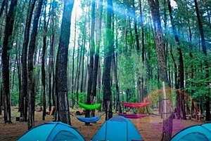 Hutan Pinus Tala-Tala di Desa Bonto Manai