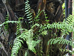 Nephrolepis Wikipedia bahasa Indonesia ensiklopedia bebas