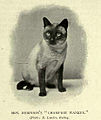 Champion Wankee di proprietà di Mrs Robinson; maschio Siamese di colore seal point dei primi del 1900