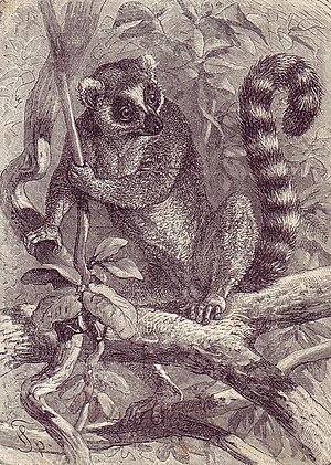 Lemur Catta: Descrizione, Distribuzione e habitat, Biologia