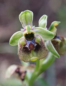 Ophrys biancae.jpg