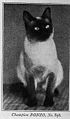 Champion Bonzo, maschio Siamese (anno 1903) dal libro The Book of The Cat di Francis Simpson