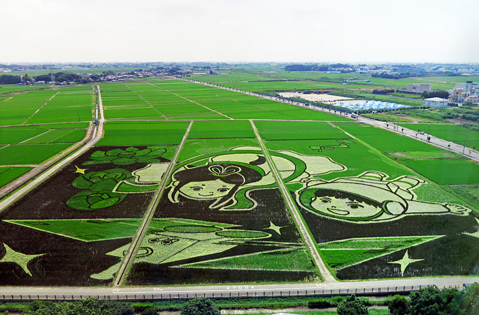 ファイル:Gyoda Saitama Paddy Field Art Of Gyoda City 2015 1.jpg