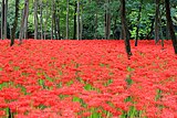 巾着田の曼珠沙華