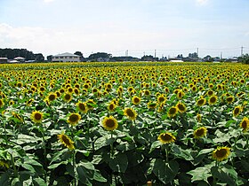 Tochigi Nogi Sunflower Field 1.JPG