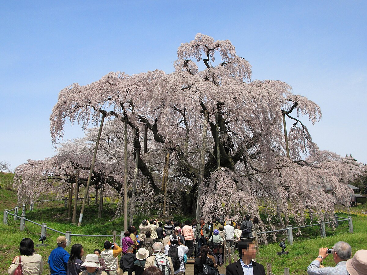 三春滝桜 Wikipedia