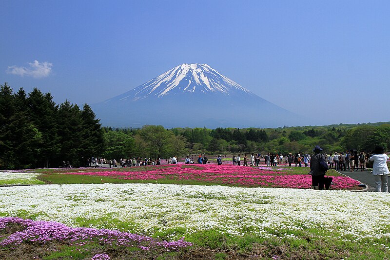 ファイル:Fujikawaguchiko Mt.Fuji And Phlox Subulata In FujiMotosuko Resort 2.JPG