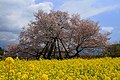 静岡県の画像