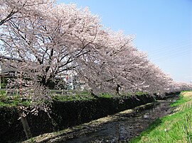 東川の桜並木