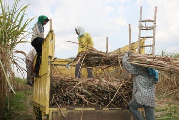 Barkas:Panen tebu.jpg