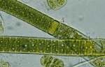 Gambar mini seharga Cyanophyta