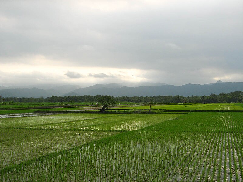 Barkas:Sawah kang wus rampung ditanduri pari.JPG