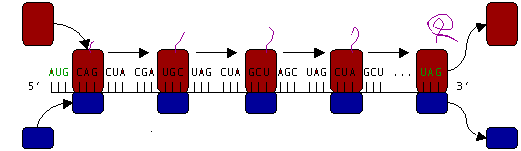 ფაილი:Ribosome.PNG