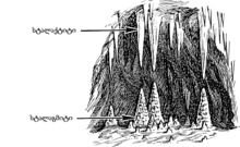 Stalagmite Stalagtite.png