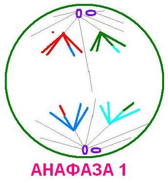 Сурет:0026-024-Anafaza-1.jpg