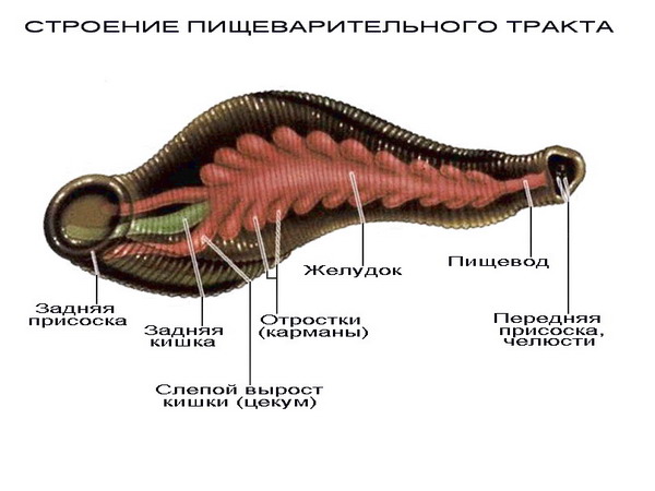 Сурет:Сүліктің ішкі құрлысы.jpg