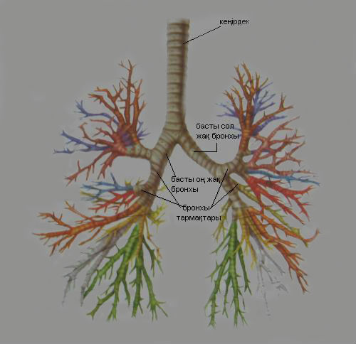 Сурет:Бронхы.jpg