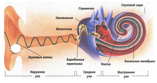 Сурет:Шудың денеге әсері.jpg