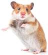 Hamster kombat png