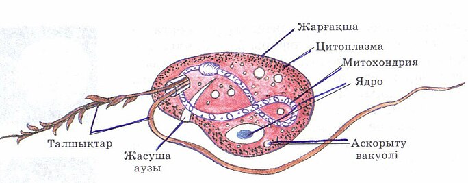 Клетка цитоплазма ядро митохондрия. Строение жгутиконосца Бодо. Строение Бодо. Жгутиконосцы Бодо размножение. Простейшие одноклеточные Бодо.